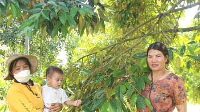 การแก้ไขปัญหาความยากลำบากในการออกรหัสพื้นที่ปลูกทุเรียนในอำเภอบาวลัม 3