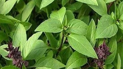 Bài thuốc chữa bệnh từ rau húng quế