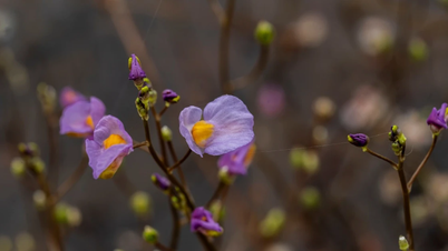 Flores em forma de orelha com caule roxo retornam ao Parque Nacional Tram Chim após uma ausência de 7 anos.