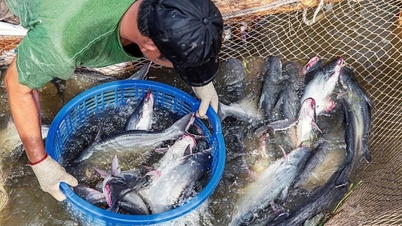 Ngành cá tra chuyển mạnh từ tư duy sản lượng sang giá trị