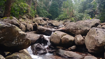 Management issue: Preserve the headwater forests!
