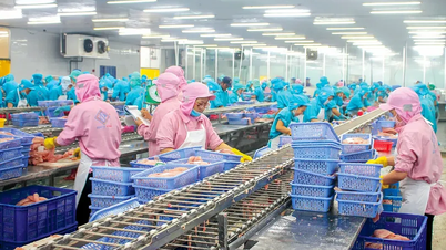 Pangasius balığı üretimi, "talepkar" bir pazarın taleplerini karşılıyor.