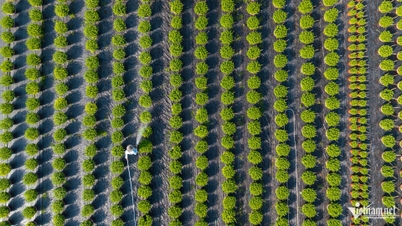 بزرگترین بازار گل در شهر هوشی مین به مناسبت عید تت با تمام قوا در حال برگزاری است: بسیاری از کشاورزان گاهی با کمبود آب و گرمازدگی مواجه هستند.