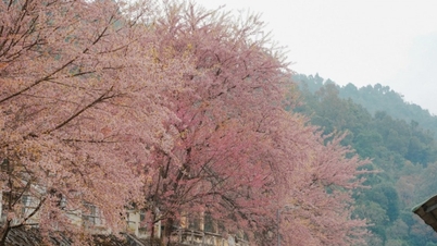 Tuyen Quang: A 400km journey to hunt for the vibrant cherry blossom season in Lung Cu.