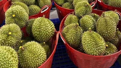ทุเรียนเวียดนามมีคุณภาพเทียบเท่าทุเรียนไทยในประเทศจีน