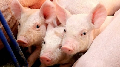 Harga daging babi hari ini, 6 Januari 2026: Harga di Utara menyaksikan sedikit peningkatan.