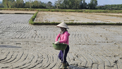 Komune Le Ninh berfokus pada produksi padi musim dingin-semi sesuai dengan jadwal musim yang tepat.