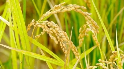 Giá lúa gạo hôm nay 6/1/2026: Gạo trong nước nhích nhẹ