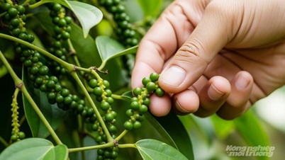 A paprika ára ma, 2026. január 6-án: Indonéziában enyhe csökkenés tapasztalható.