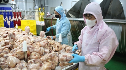 Bac Ninh: Memperkukuh langkah kuarantin haiwan semasa tempoh akhir tahun.
