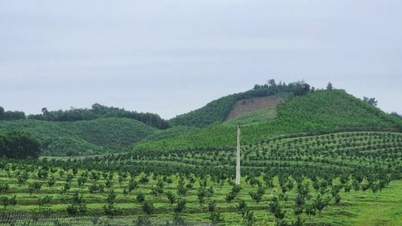 Thanh Hoa orman koruma çalışmalarını güçlendiriyor.