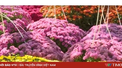 ดอกไม้สำหรับเทศกาลตรุษจีนกำลังถูกนำออกมาวางขายตามท้องถนน และบรรดาชาวสวนในนครโฮจิมินห์ต่างก็กำลังเตรียมพร้อมสำหรับฤดูกาลนี้