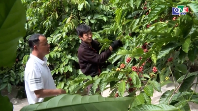 Tập trung phát triển hợp tác xã nông nghiệp