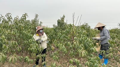 Os produtores de pêssego em Thach Khoi preparam sua produção para o Ano Novo Lunar, seguindo para o sul para vender seus produtos.