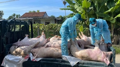 รัฐบาลจังหวัดกวางงายจะเข้มงวดการควบคุมการพัฒนาปศุสัตว์และการป้องกันโรคระบาดในสัตว์มากขึ้นในปี 2026