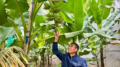Die königliche Banane, eine Delikatesse, die einem König würdig ist, ist während der Tet-Feiertage erhältlich.