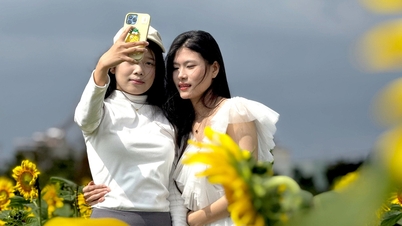 Hipnotizado por los campos de girasoles en Quang Ngai.