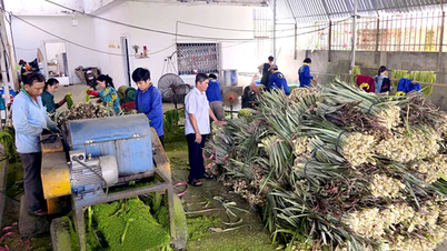 Transformarea deșeurilor într-o sursă de venit pentru cultivatorii de ananas.