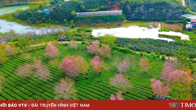 ផ្កាសាគូរ៉ាពណ៌ផ្កាឈូកបានរីកដុះដាលពាសពេញទីក្រុងដាឡាតនៅដើមឆ្នាំ ២០២៦។