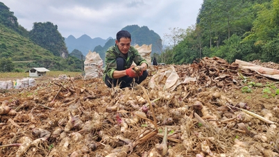 Usaha untuk menyokong perolehan dan pemprosesan garut, memastikan pendapatan yang mampan untuk rakyat - Akhbar Dalam Talian Cao Bang