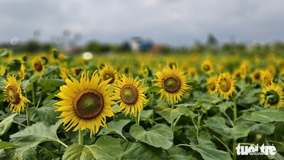 مسحور مزارع آفتابگردان در کوانگ نگای.