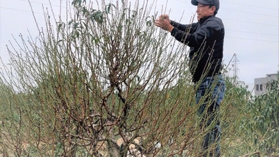 Le quartier d'An Hai compte plus de 154 hectares de fleurs et de plantes ornementales pour le Nouvel An lunaire.