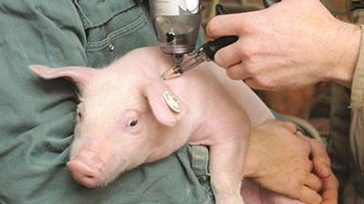 Cena wieprzowiny dzisiaj, 7 stycznia 2026 r.: wzrosła do 70 000 VND/kg