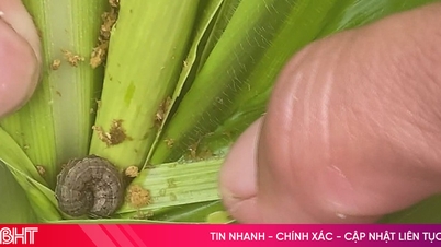 Khẩn trương phòng trừ sâu bệnh gây hại trên ngô vụ đông