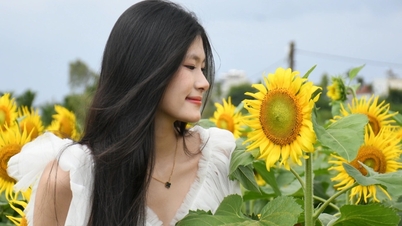 クアンガイ省初のヒマワリ園で何百人もの若者が写真撮影に応じている。