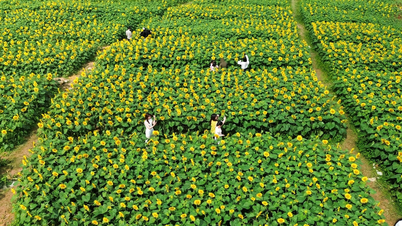 Hunderte junger Menschen posieren für Fotos inmitten des ersten Sonnenblumengartens in Quang Ngai.