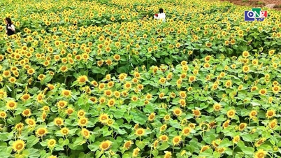 สวนทานตะวันในจังหวัดกวางงายดึงดูดนักท่องเที่ยวในช่วงเทศกาลตรุษจีน