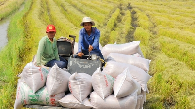 Harga beras hari ini, 7 Januari: Harga naik sedikit sebesar 100 VND/kg, perdagangan berjalan lambat.
