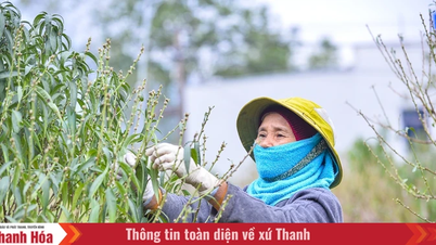 រាជធានីផ្កាប៉េសធំជាងគេនៅខេត្តថាញ់ហ័រកំពុងរវល់ជ្រុះស្លឹកឈើដើម្បីស្វាគមន៍បុណ្យតេត។