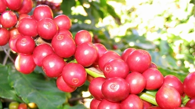 Coffee prices today, January 7th: International markets surge, domestic prices slightly decrease.