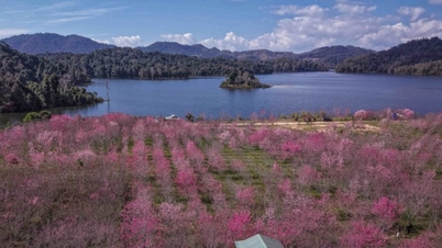 Dien Bien: Admire el vibrante color rosa de los cerezos japoneses que florecen en el corazón del lago Pa Khoang.