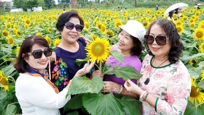 Câmpurile de floarea-soarelui galbene și vibrante atrag turiștii la Quang Ngai.