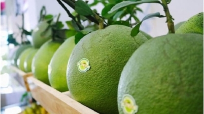 China imports nearly 110,000 tons of pomelo, but not Vietnamese pomelo.