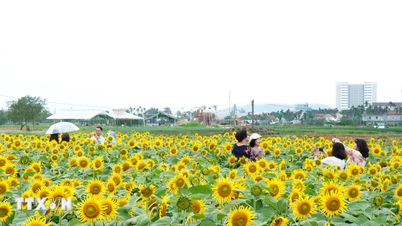 Quang Ngai: Câmpurile vibrante de floarea-soarelui din An Phu atrag turiștii.