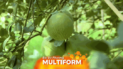 Bach Dang Island enters the peak season for harvesting pomelos for Tet (Lunar New Year).