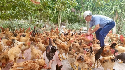 El pollo Lien Minh, una especialidad local, tiene una gran demanda durante la temporada de fin de año.