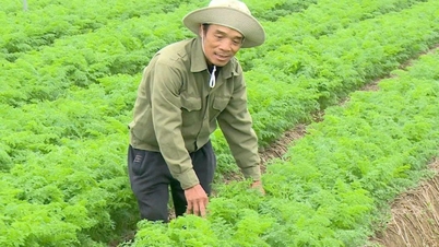투에 띤(Tuệ Tĩnh) 지역에서는 수확하기도 전에 당근 가격이 작년보다 두 배나 비싸졌습니다.