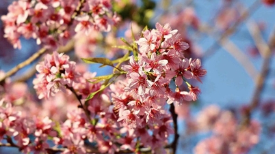 El Festival de los Cerezos en Flor de Da Lat durará 10 días.