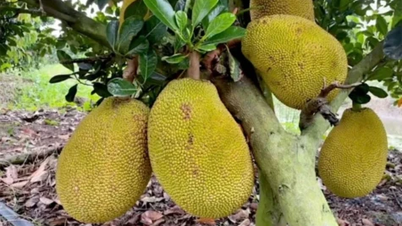 Fermierii din provincia Dong Thap prosperă datorită transformării jackfruit-ului de calitate inferioară într-un produs special.
