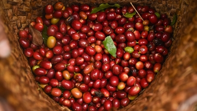 Prix ​​du café aujourd'hui, 8 janvier : l'arabica atteint son plus haut niveau en 4 semaines, le robusta chute après avoir culminé à son plus haut niveau en 1 mois.