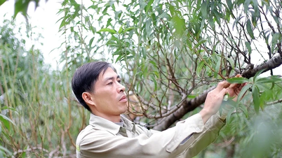 ที่ราบสูงของเมืองดาบักกำลังคึกคักไปด้วยการเตรียมการสำหรับเทศกาลตรุษจีนและฤดูดอกท้อบาน