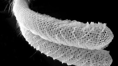 Sepet süngeri: Derin deniz canlılarının gizemi ve güzelliği.