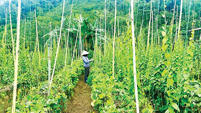 Tüylü ginseng ve pürüzsüz ginseng için kullanılan yetiştirme modelinin etkinliği.