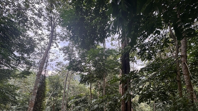 Penghutanan semula tidak boleh berhenti setakat menanam pokok sahaja.