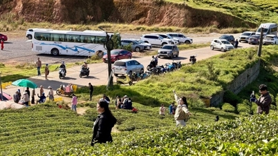 Da Lat: Przyjdź na zielone wzgórze herbaciane Cau Dat, gdzie w porannym słońcu nowego roku możesz odpocząć.