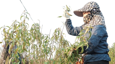 De mensen die perzikbloesems kweken in Nhat Tan zijn druk bezig met het verwijderen van bladeren en wachten tot de bloemen op tijd bloeien voor het Chinees Nieuwjaar van 2026.